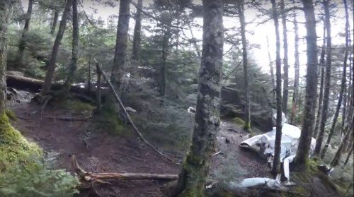 A dense forest scene with trees, underbrush, and remnants of a white object partially hidden among the foliage.