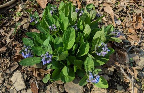 A cluster of green leaves with small purple flowers growing among dry leaves on the ground.