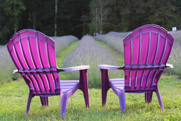 Best Times To Visit: Lavender In Bloom