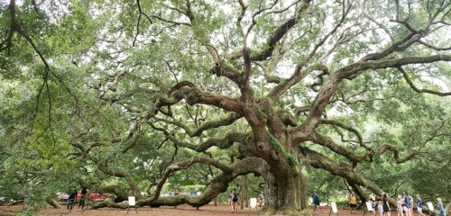 A large, sprawling tree with thick branches and lush green leaves, surrounded by people in a park setting.