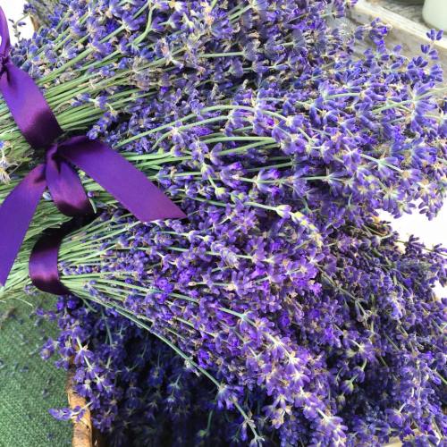 A close-up of a bouquet of lavender tied with a purple ribbon, showcasing vibrant purple flowers.