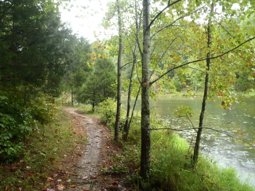 A serene path lined with trees beside a calm, reflective lake on a rainy day.