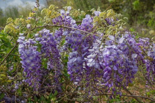 A close-up of cascading purple wisteria flowers with green leaves in a natural setting.