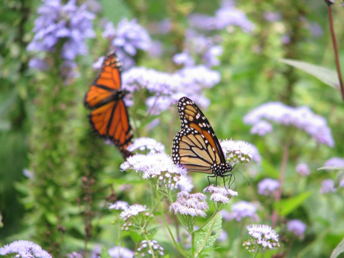 Guardians of the Fluttering Forest