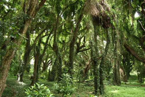 Lush green forest with tall trees covered in vines and dense foliage, creating a vibrant, natural atmosphere.