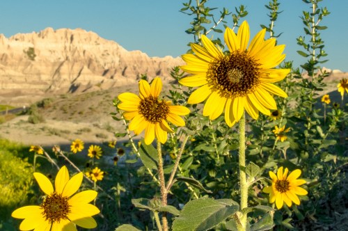 Bright yellow sunflowers bloom in the foreground, with rugged mountains in the background under a clear blue sky.