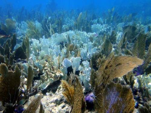 Underwater scene featuring diverse coral formations and marine vegetation in vibrant colors.
