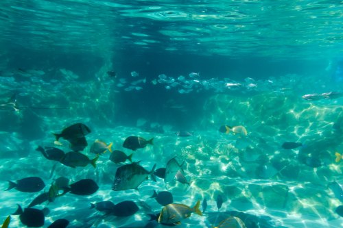 A vibrant underwater scene with various fish swimming in clear, turquoise water. Sunlight creates shimmering patterns.