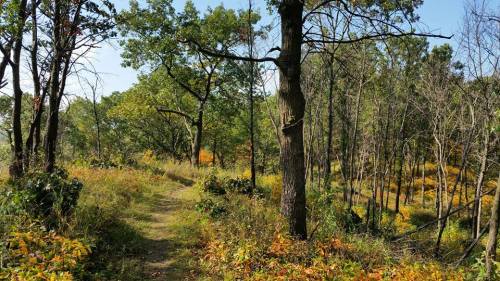 A serene forest path surrounded by trees and colorful autumn foliage under a clear blue sky.