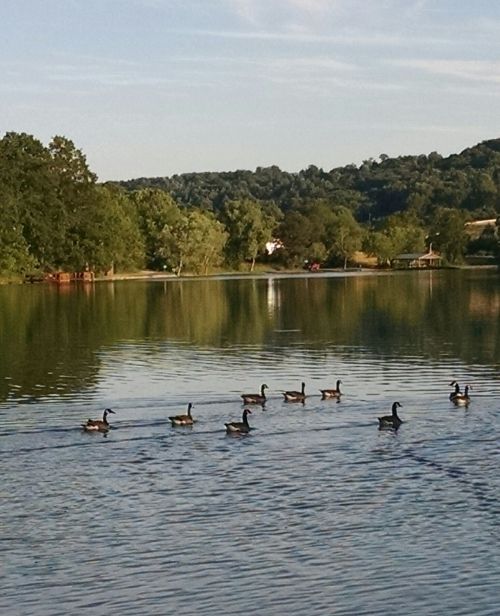 A serene lake scene with a group of ducks swimming in a line, surrounded by lush greenery and a clear blue sky.