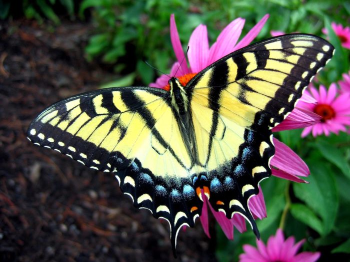 Guardians of the Fluttering Forest
