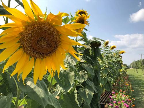 A vibrant row of sunflowers stands tall against a blue sky, with colorful flowers blooming in the foreground.