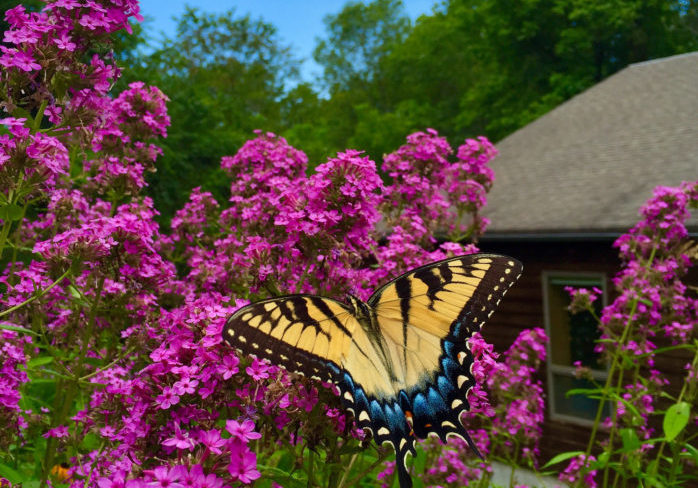 A Ballet of Wings Amid the Blossoms