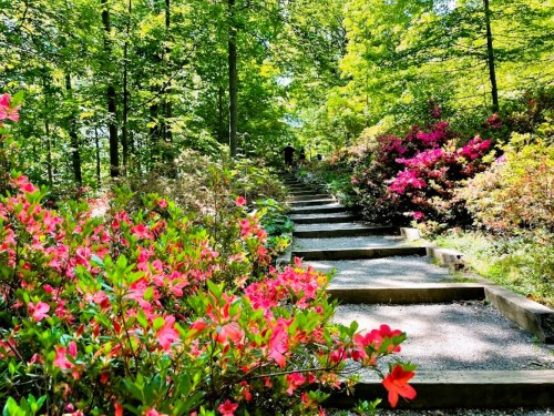 A serene pathway with wooden steps surrounded by vibrant pink flowers and lush green trees in a sunny forest.
