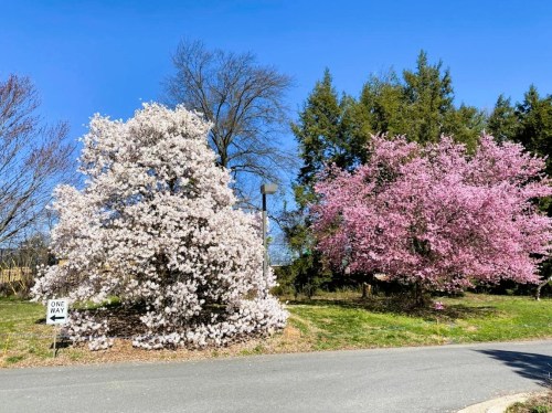 Two flowering trees in bloom, one white and one pink, beside a road sign indicating "One Way" against a clear blue sky.