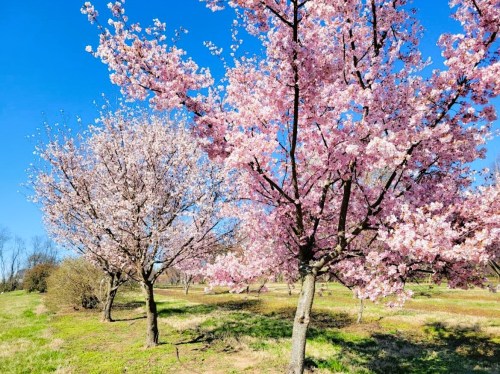 Blossoming cherry trees with pink flowers against a clear blue sky in a sunny park setting.