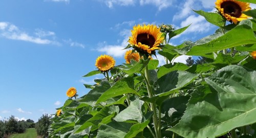 A field of tall sunflowers under a bright blue sky with fluffy white clouds.