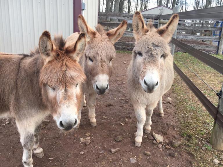 Farm Friends: Animals You’ll Meet