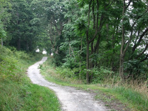 A winding dirt path through a lush green forest, surrounded by trees and tall grass.
