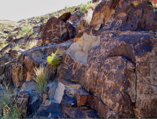 Petroglyphs carved into rocky surfaces, depicting various symbols and figures, surrounded by desert vegetation.