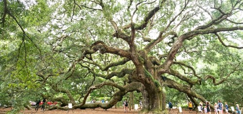 A large, sprawling tree with thick branches and lush green leaves, surrounded by people in a park setting.