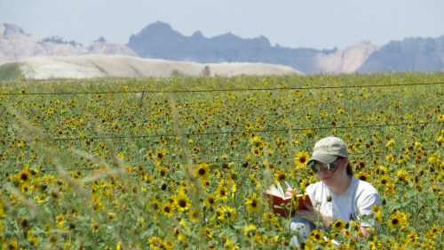 A person sits in a field of sunflowers, reading a book with mountains in the background on a sunny day.