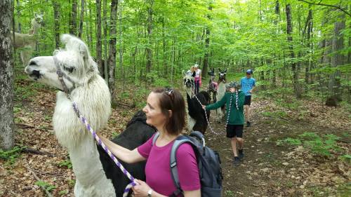 A group of people walking llamas along a wooded trail, surrounded by green trees and foliage.