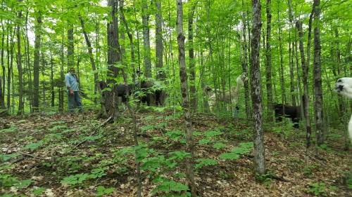 A person stands among trees in a lush green forest, with several llamas visible in the background.
