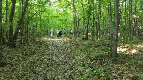 A wooded path surrounded by green trees and fallen leaves, with people walking in the distance.