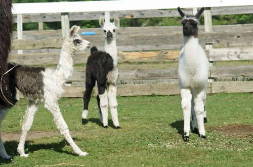Three young llamas stand in a grassy area, with a wooden fence in the background. One is black and white, another is mostly white.