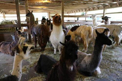 A group of llamas and alpacas gathered in a barn, surrounded by hay and wooden beams.
