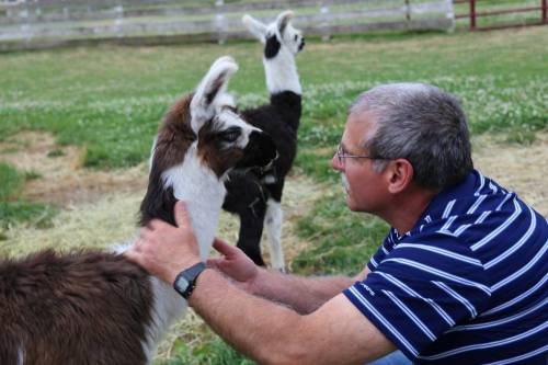 A man gently interacts with a llama in a grassy field, with another llama in the background.