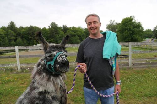 A man smiles while holding a colorful leash attached to a llama in a grassy area with trees in the background.