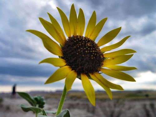 A close-up of a vibrant sunflower against a cloudy sky, with a blurred figure in the background.