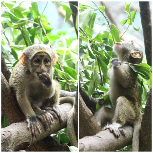 Two images of a monkey sitting on a branch, one looking curiously and the other eating leaves.