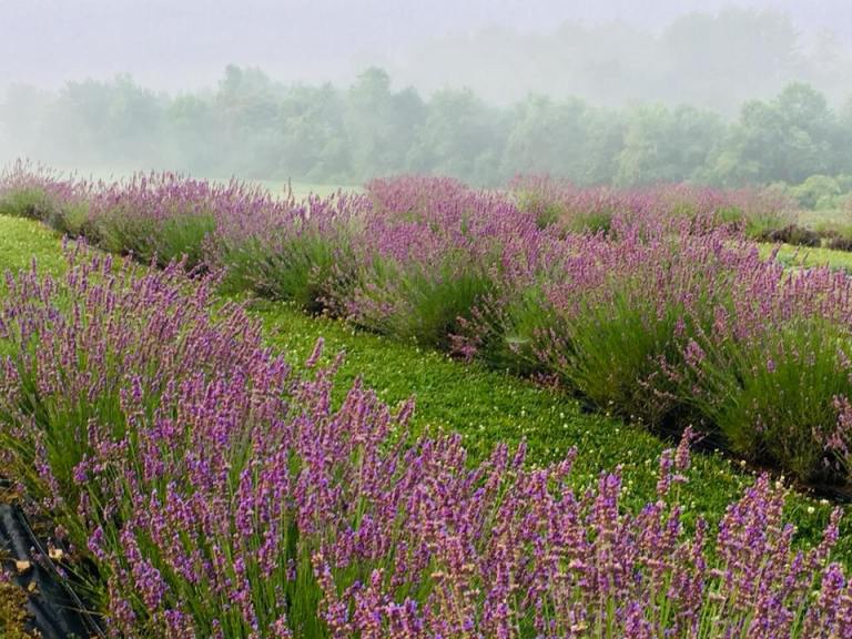 Exploring The Farm: Tours And Hidden Corners