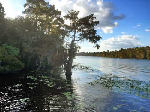 A serene lake scene with trees, lily pads, and a blue sky dotted with clouds. Sunlight reflects on the water's surface.