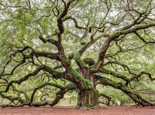 A large, sprawling tree with twisted branches and lush green moss, set in a serene, natural environment.