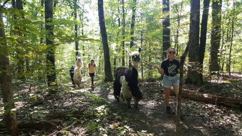Two people walking llamas on a forest trail surrounded by trees and greenery.