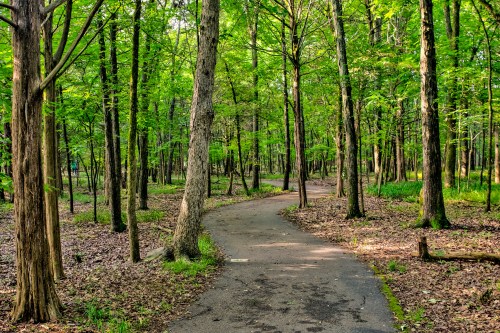 A winding path through a lush green forest, surrounded by tall trees and scattered leaves on the ground.