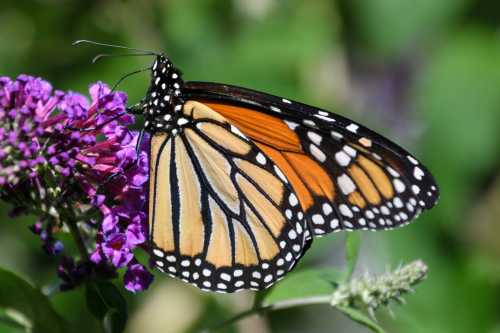 A close-up of a monarch butterfly perched on vibrant purple flowers, showcasing its orange and black wings.