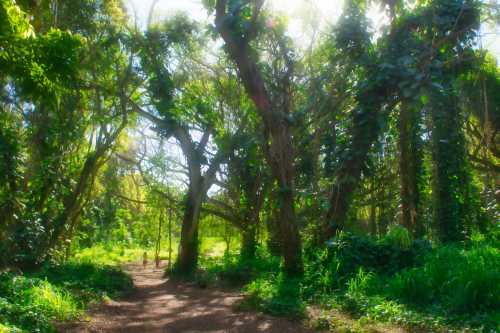 A sunlit forest path surrounded by lush greenery and tall trees, creating a serene and tranquil atmosphere.