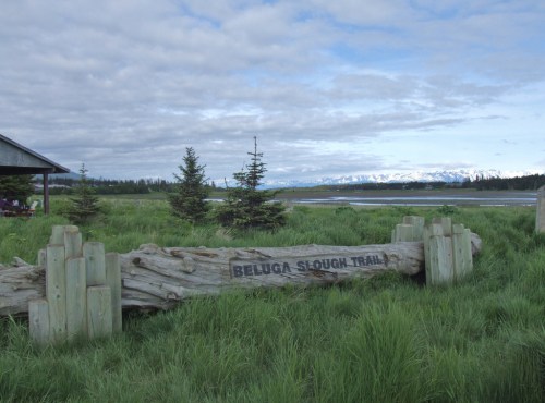 A wooden sign reading "Beluga Slough Trail" in a grassy area with trees and mountains in the background under a cloudy sky.