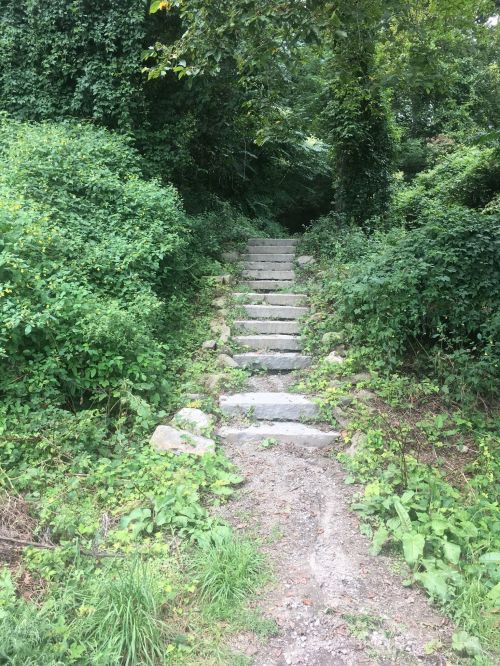 Stone steps lead up through lush greenery and trees, creating a natural pathway into the woods.