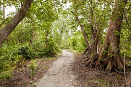 A winding gravel path through a lush green forest with tall trees and dense foliage on either side.