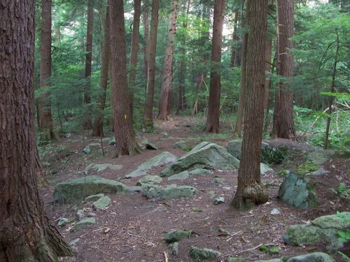 A serene forest scene with tall trees, scattered rocks, and a forest floor covered in leaves and dirt.