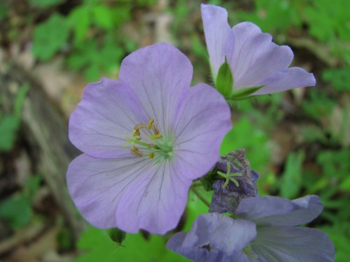 A close-up of a delicate lavender flower with five petals and yellow stamens, surrounded by green foliage.