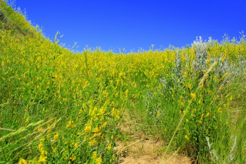 A vibrant field of yellow wildflowers under a clear blue sky, with green grass and a sandy path visible.