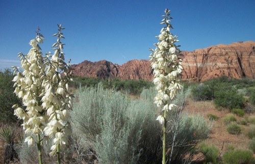 Two tall white flowers stand in the foreground, with rocky red mountains and blue sky in the background.