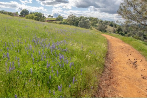 A winding dirt path through a vibrant field of purple wildflowers under a cloudy sky.